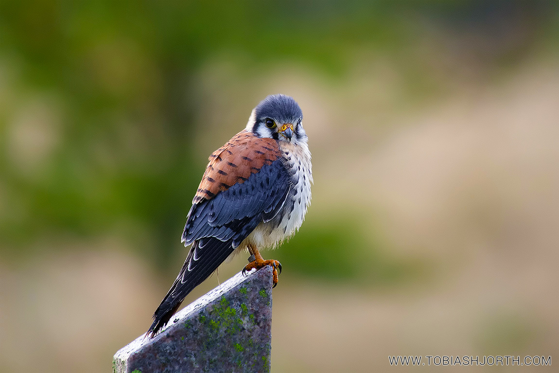 American Kestrel