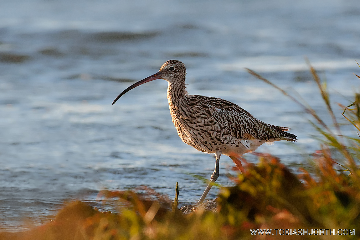 Eurasian Curlew 3