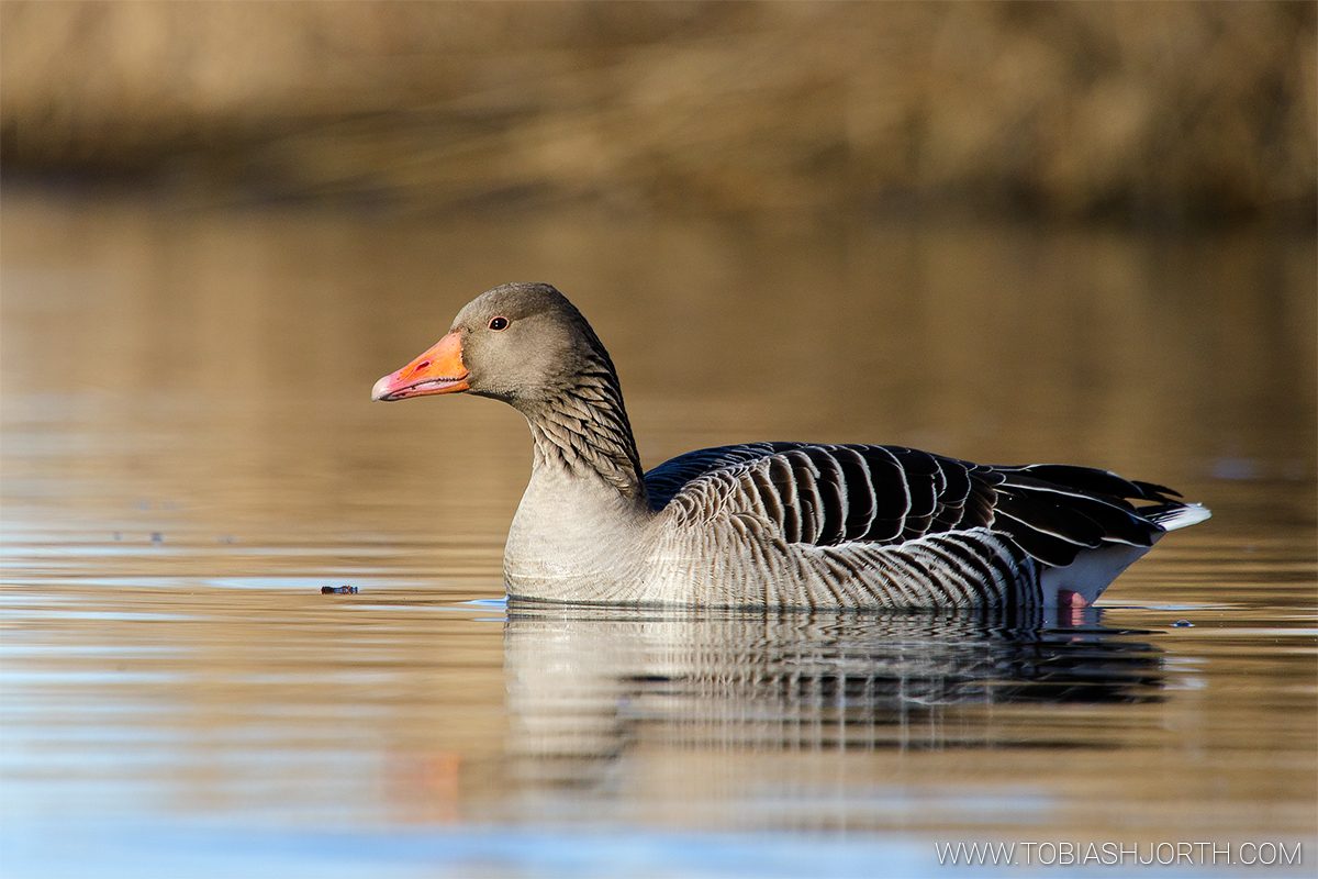 Greylag Goose 4