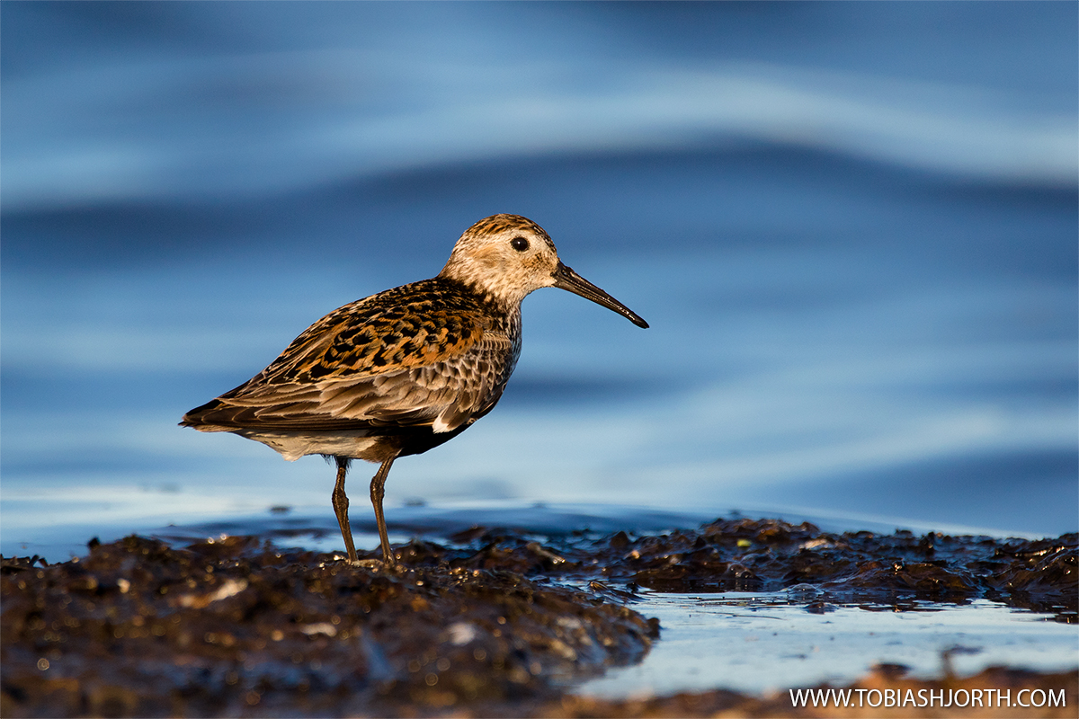 Dunlin 11