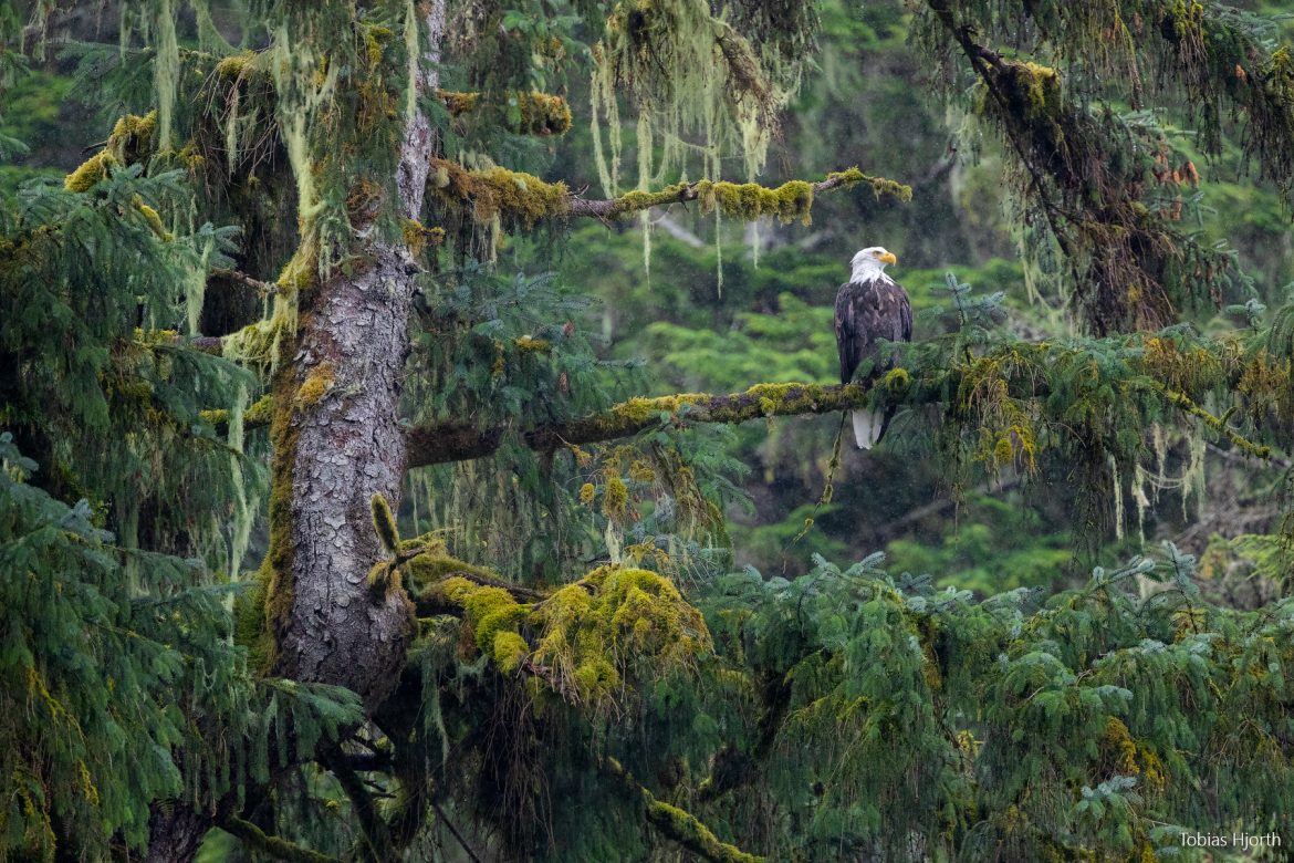 Bald eagle 1