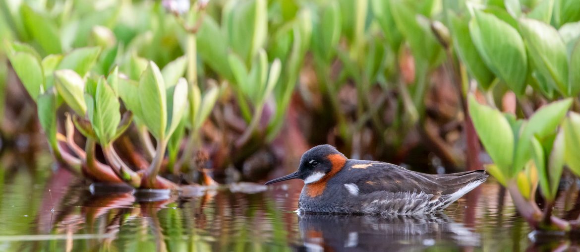 Red-necked phalarope in environment