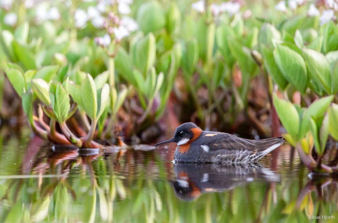 Red-necked phalarope 1