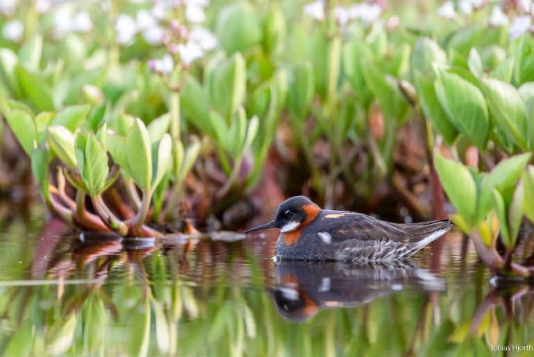 Red-necked phalarope in environment