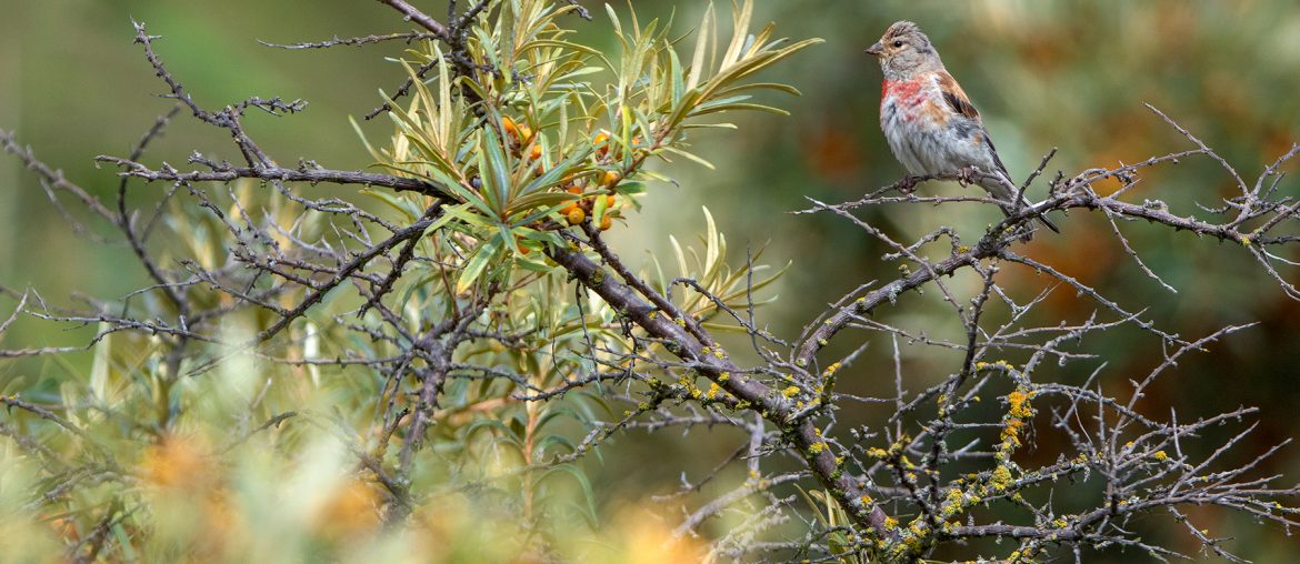Common Linnet 1
