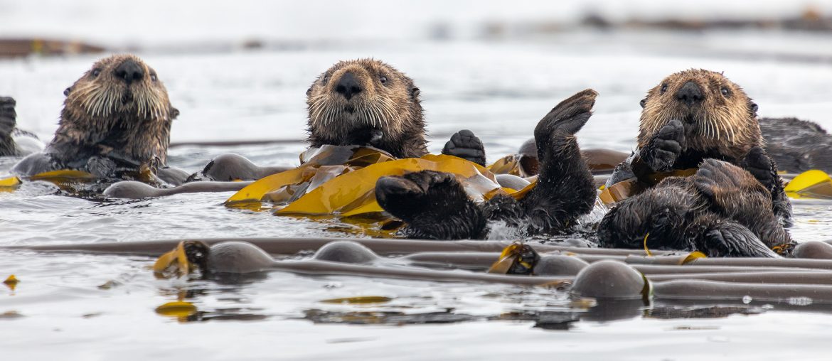Sea otter in natural environment