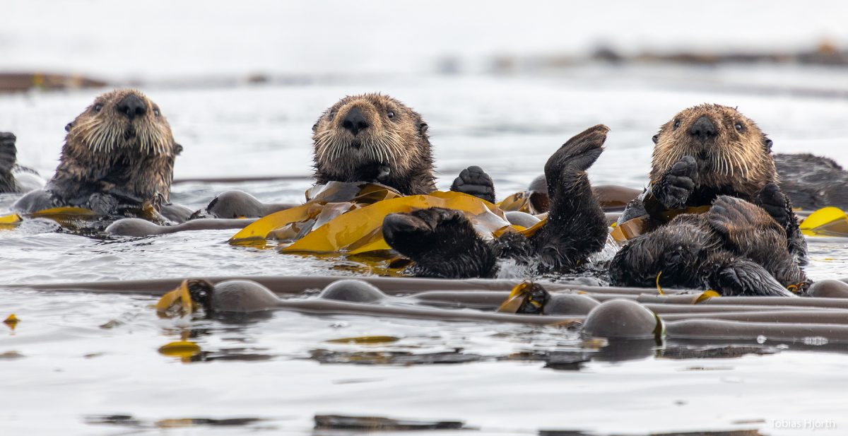 Sea otter in natural environment
