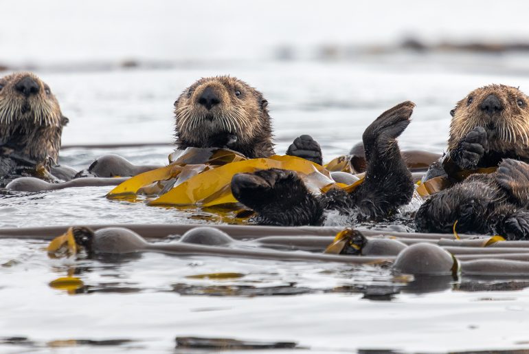 Sea otter in natural environment