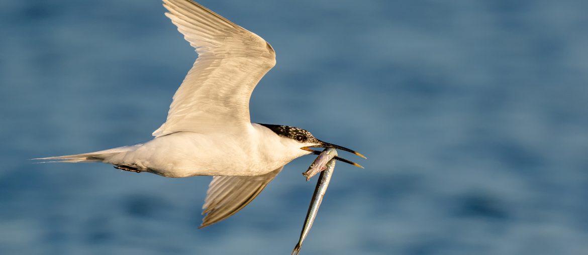 Flying sandwich tern 2 with a fish in the mouth