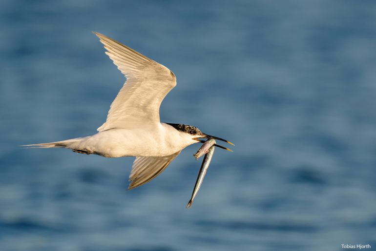 Flying sandwich tern 2 with a fish in the mouth