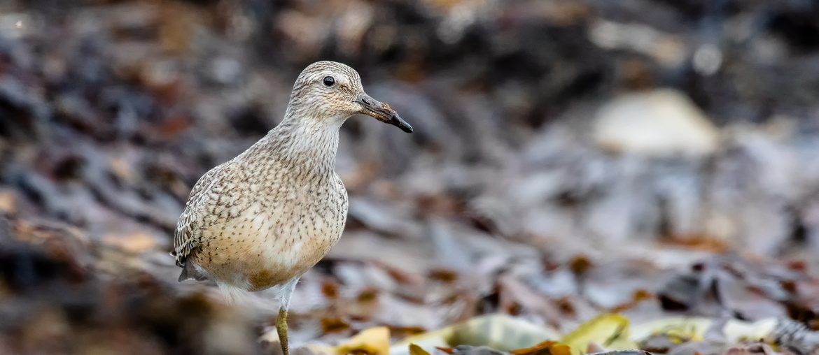 The Red knot in natural habitat
