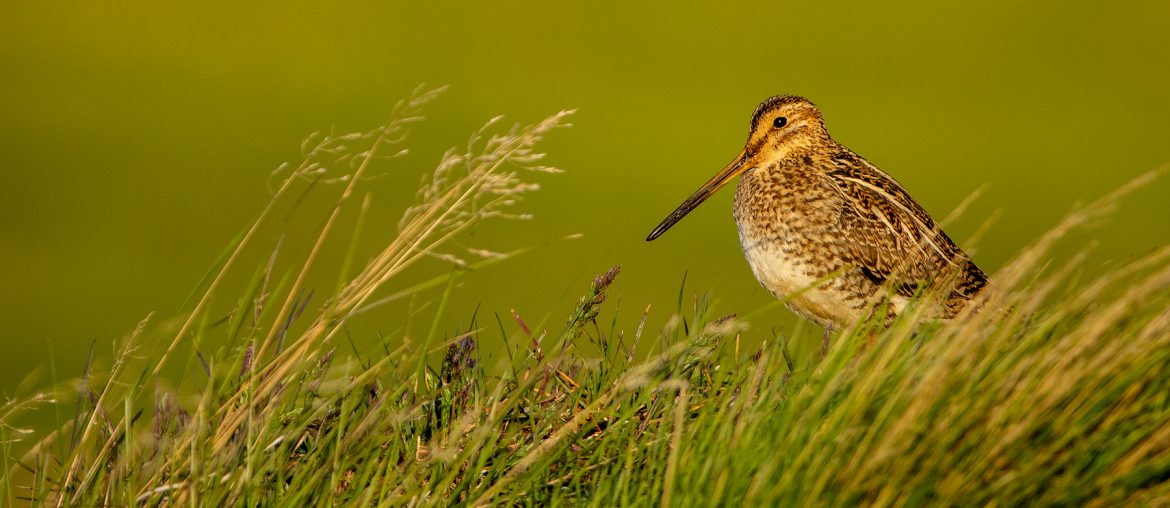 Common snipe well hidden