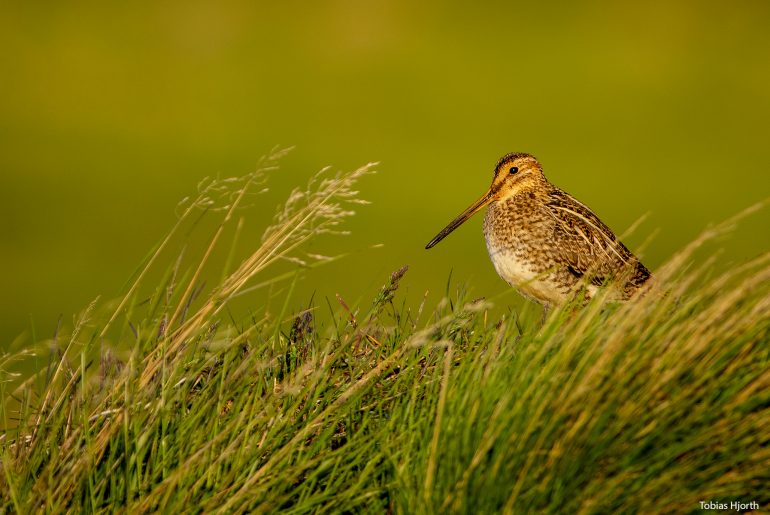 Common snipe well hidden