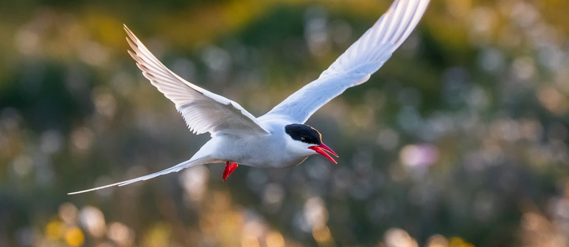 Artic tern with green difuse background