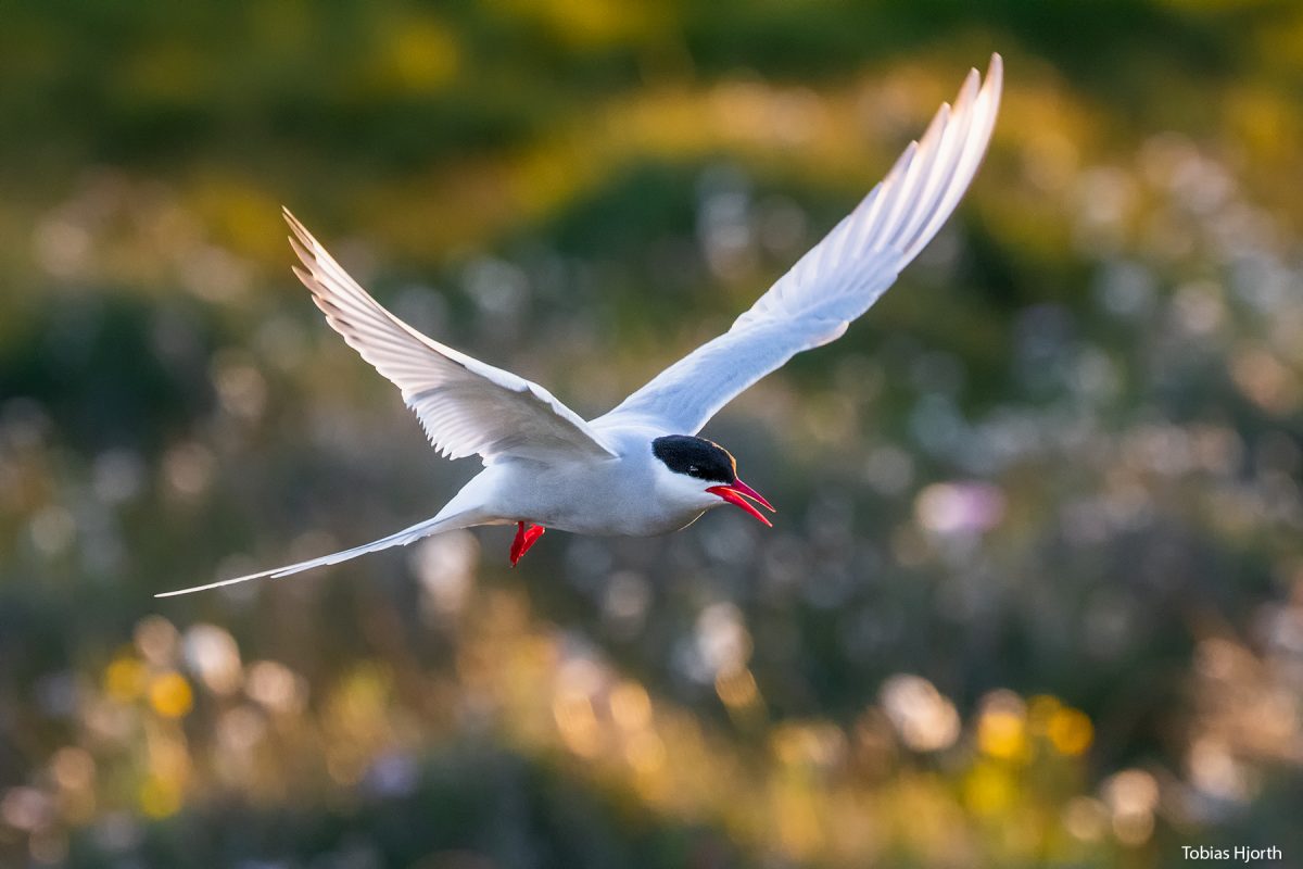 Artic tern with green difuse background