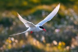 Artic tern 4