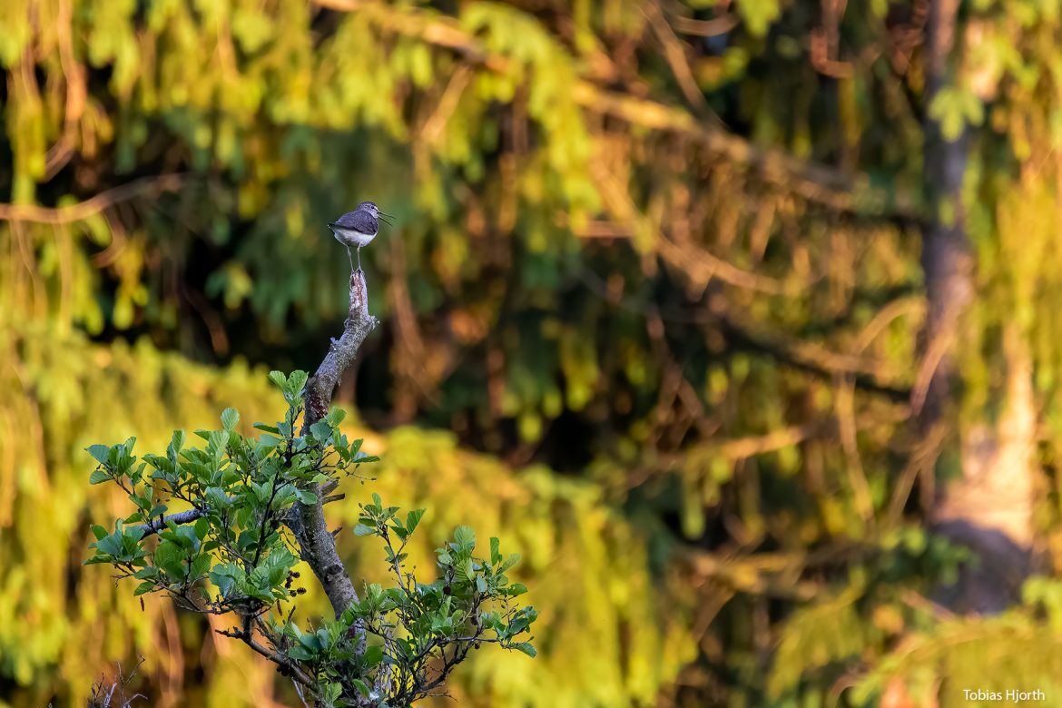 Green sandpiper 2