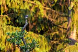 Green sandpiper 2