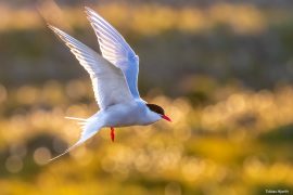 Arctic tern 1