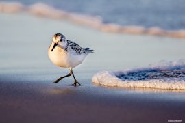 Sanderling 2