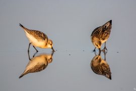 Sanderling 6