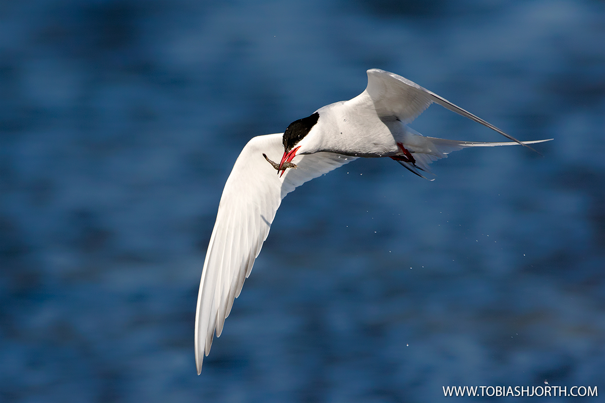 artic tern 2