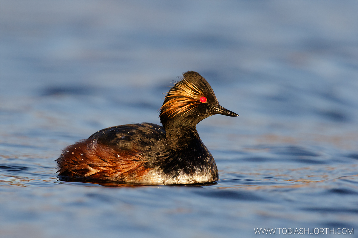 Black-necked grebe 2