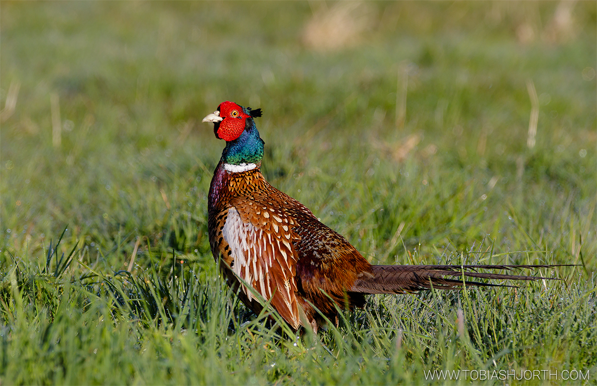 Common Pheasant 4