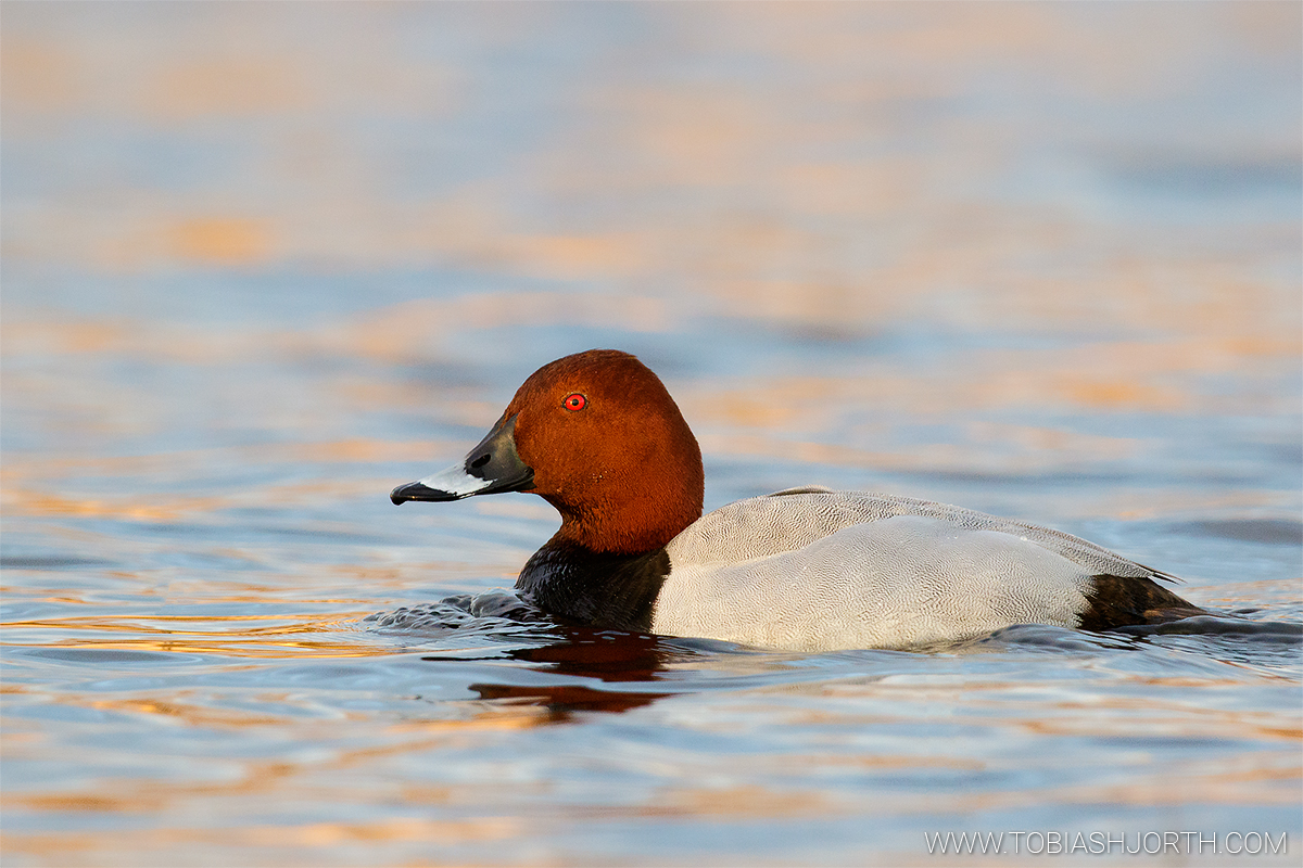 Common pochard 1