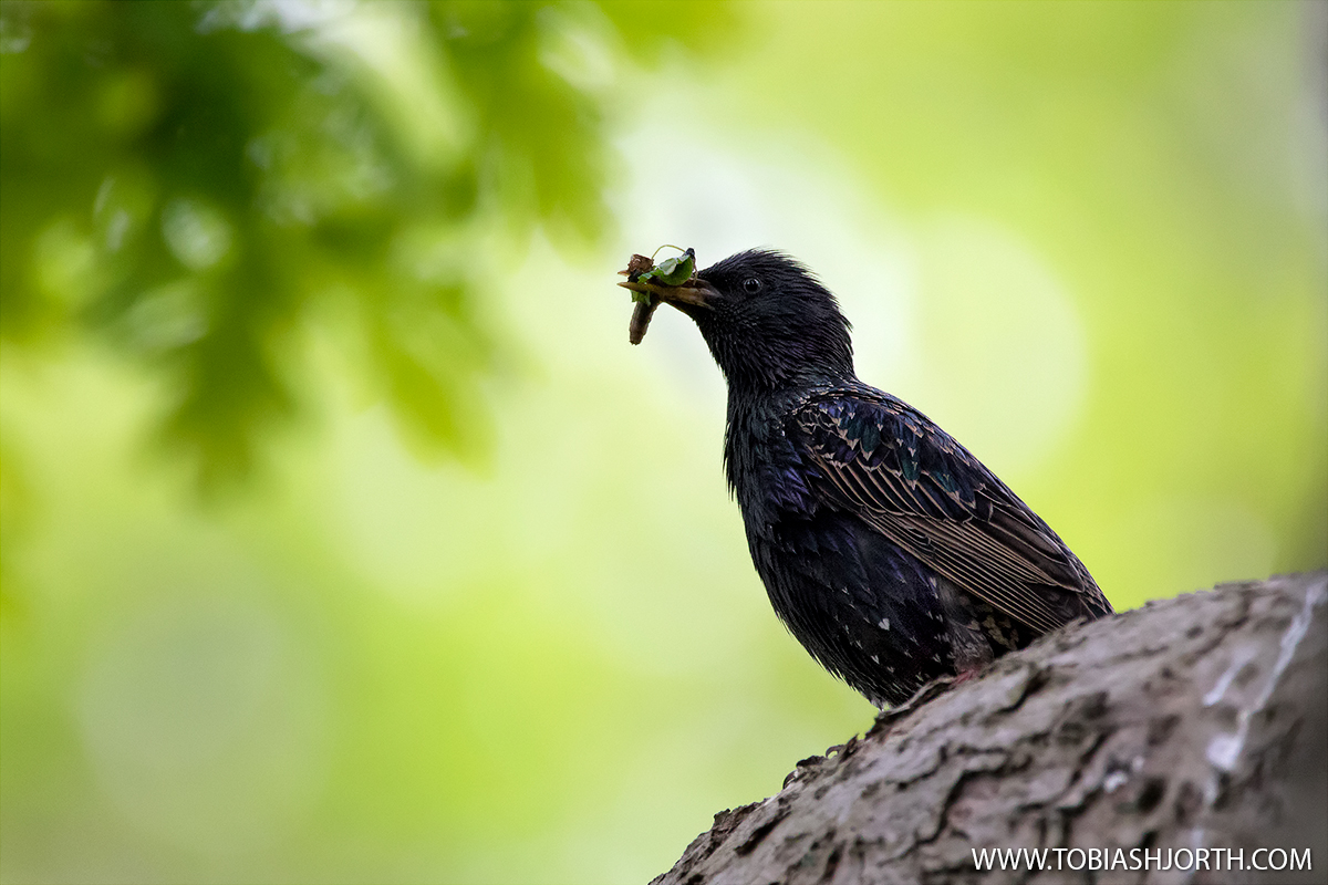 Common Starling 2