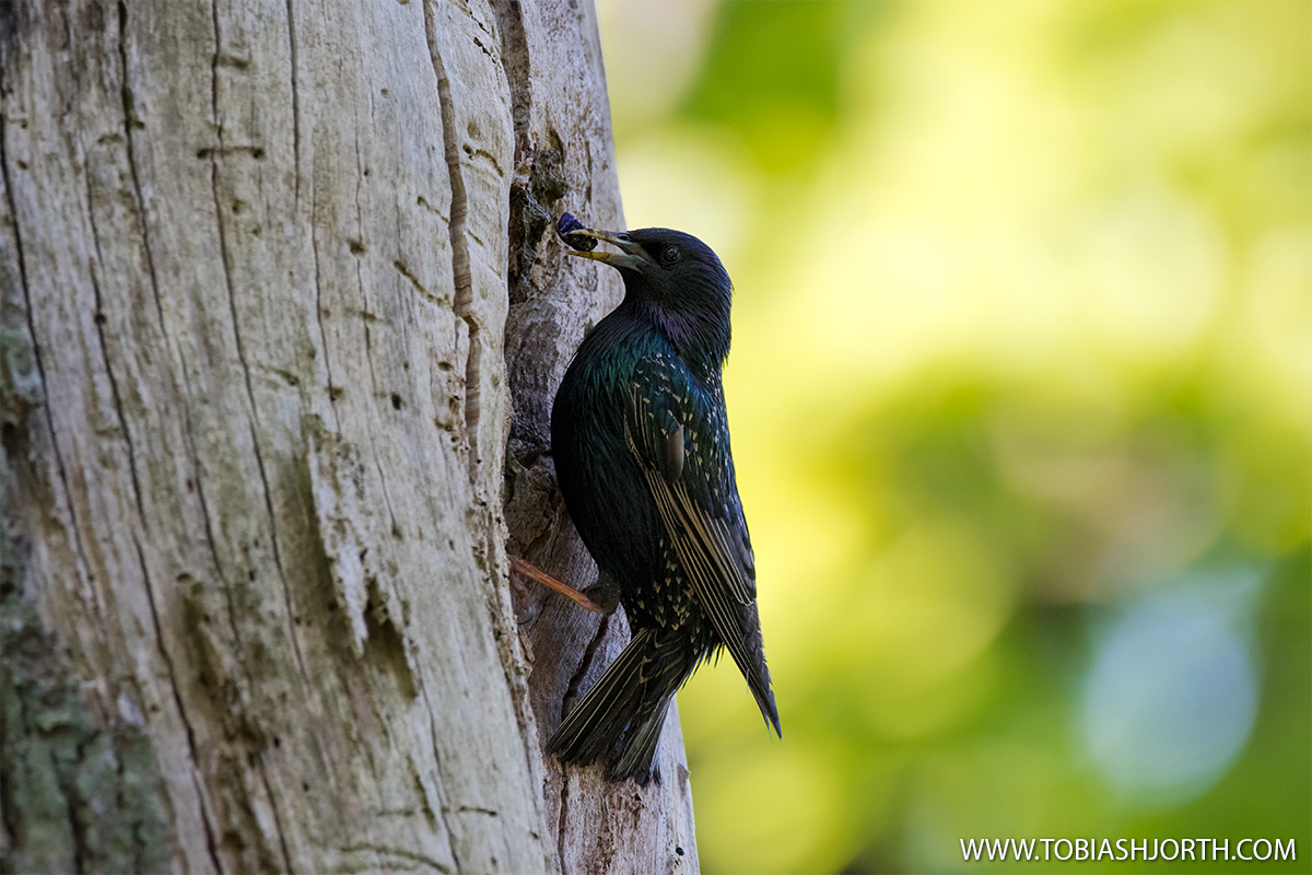 Common Starling 3