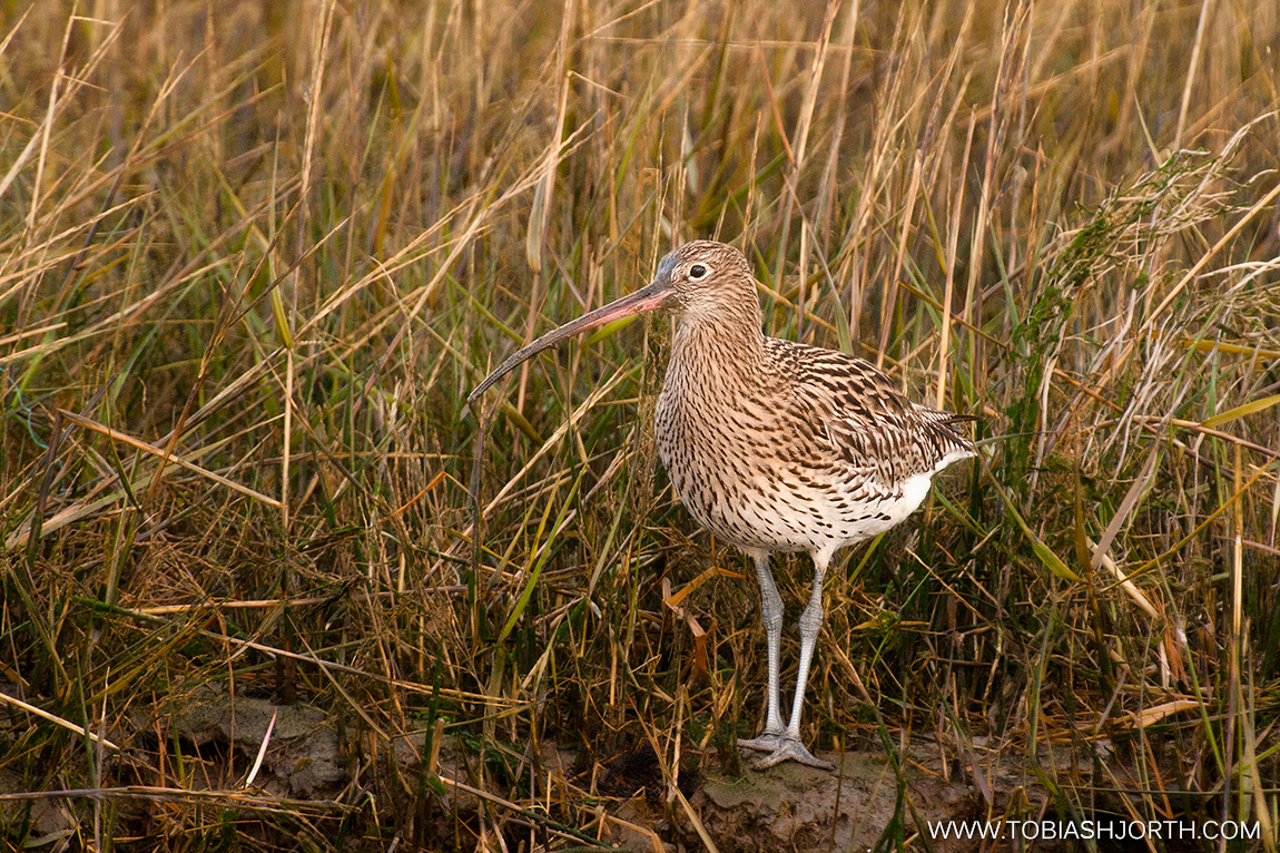 Eurasian Curlew 4