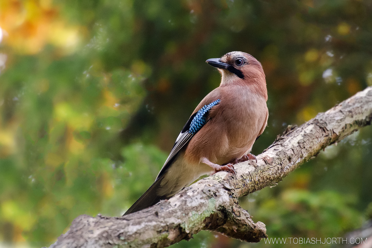 Eurasian Jay