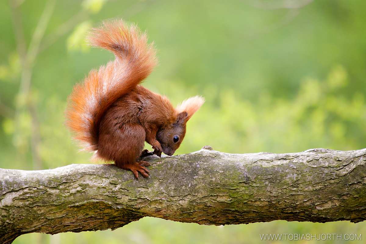 Eurasian red squirrel 1