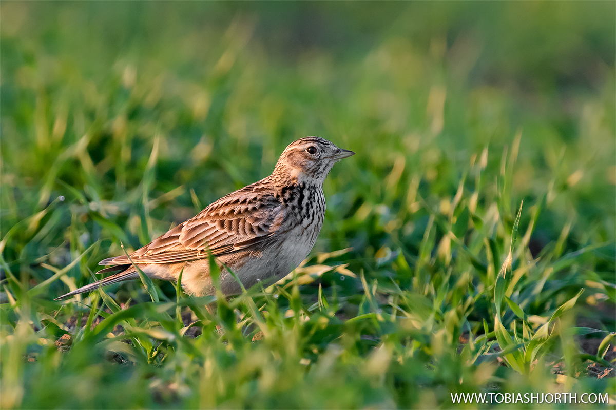 Eurasian skylark 5