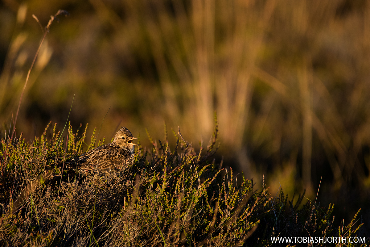 Eurasian skylark 6