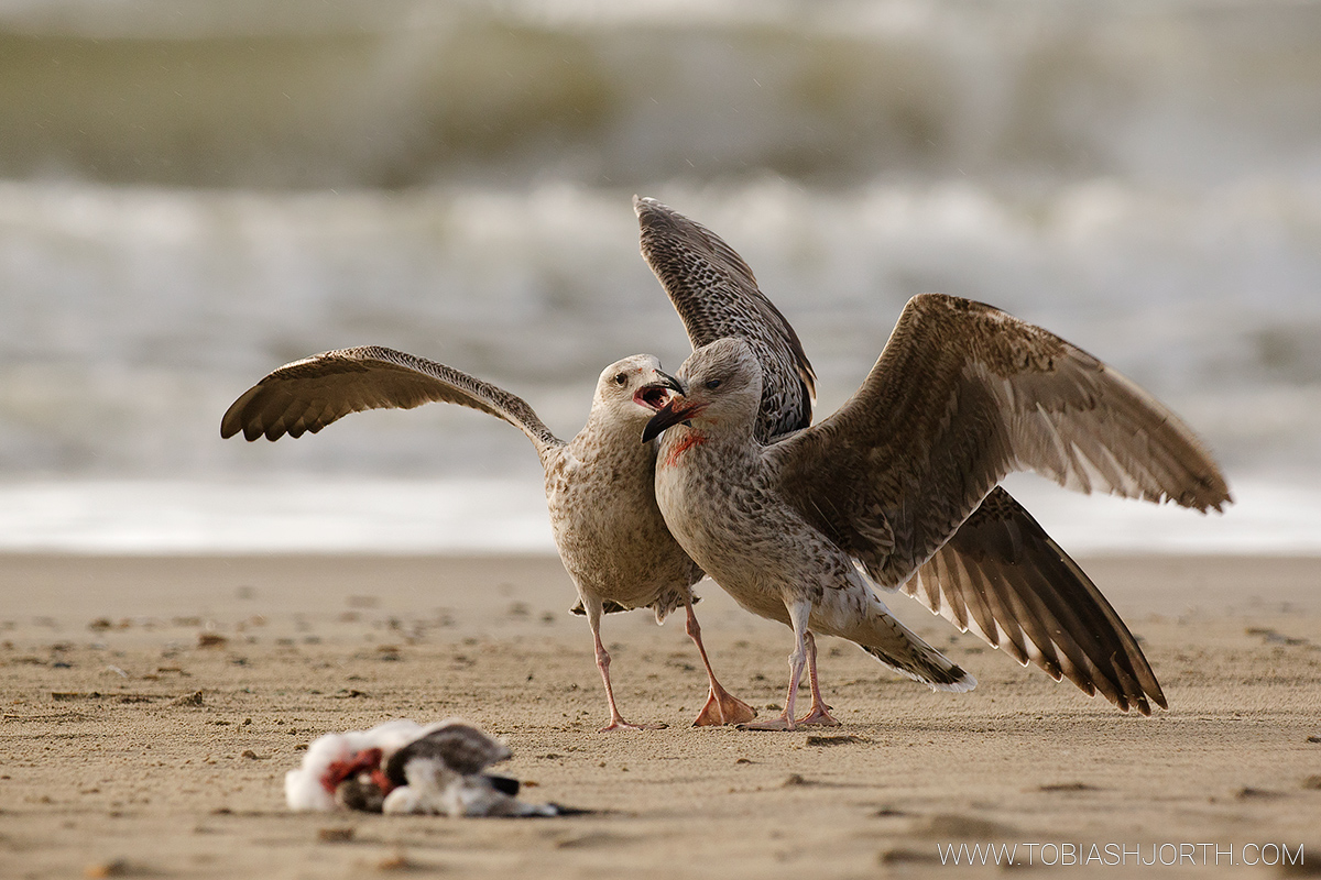 great black-backed gull 1