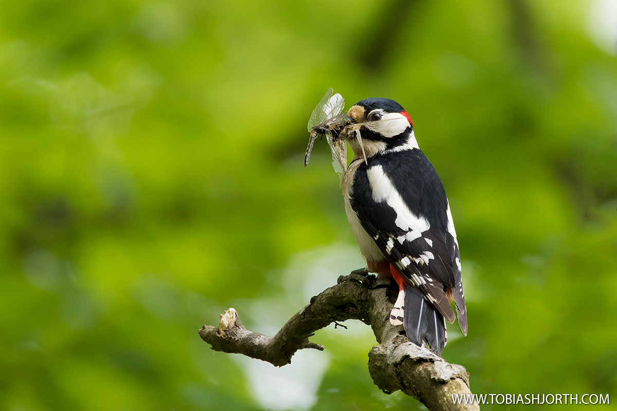 Great spotted woodpecker 1