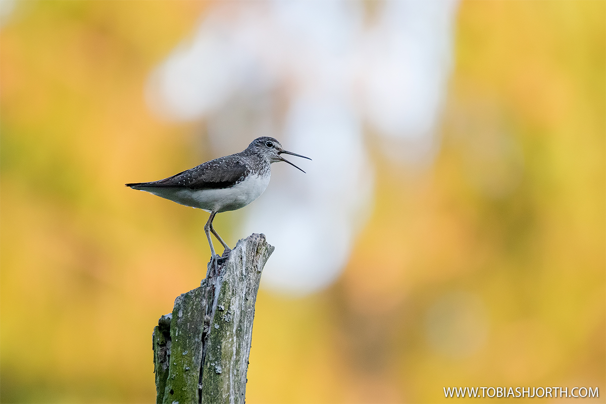 Green sandpiper 1