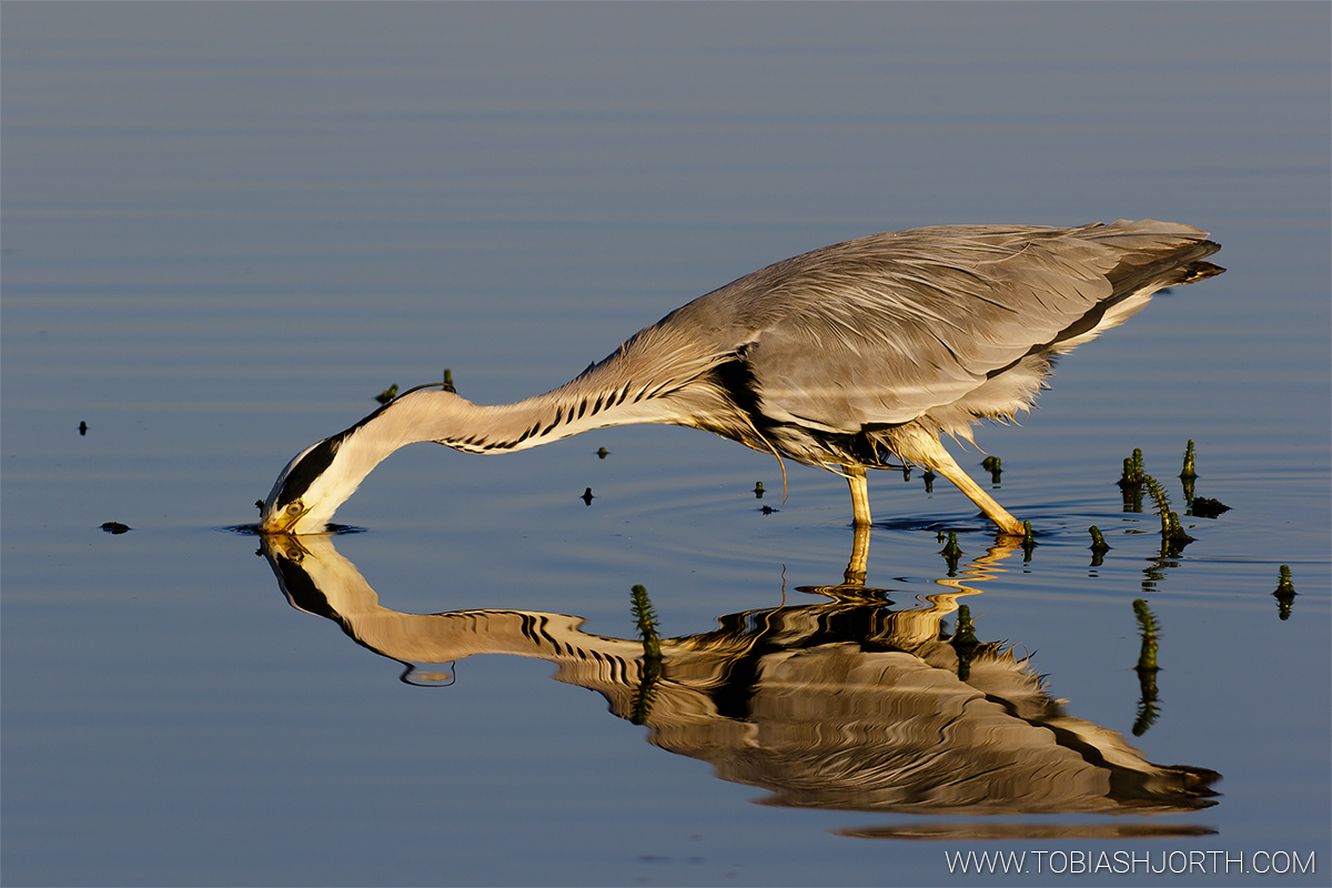 Grey Heron 8