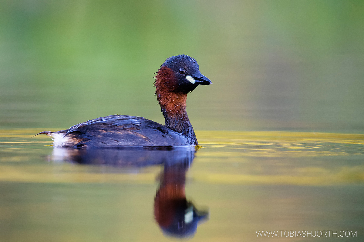 Little grebe 3