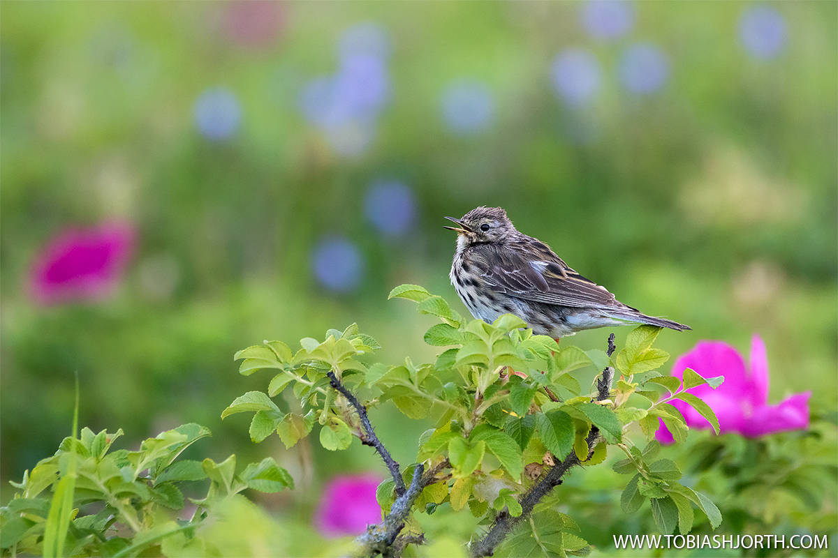 Meadow Pipet 5