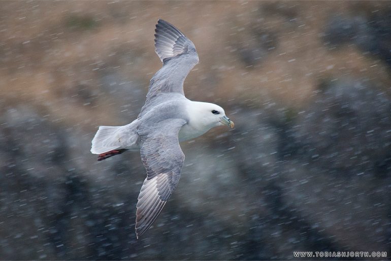 Northern Fulmar 3