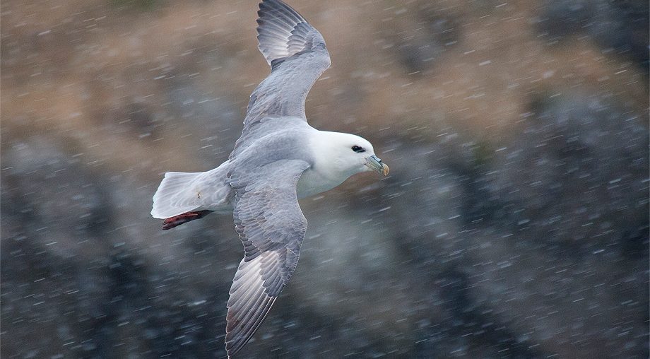 Northern Fulmar 3