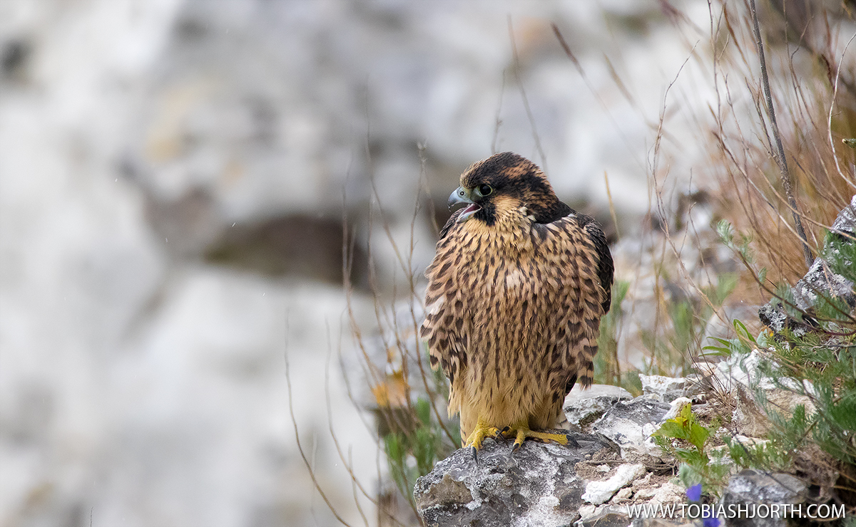 Peregrine Falcon 2