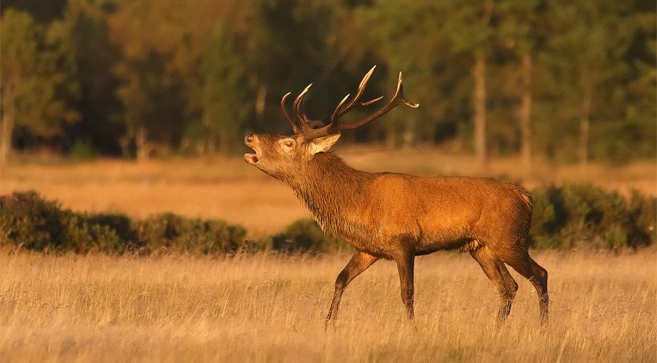 Red Deer 19