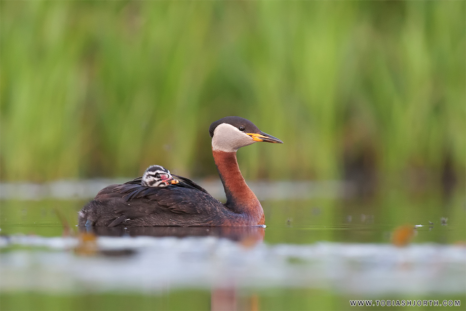 Red-necked Grebe 4