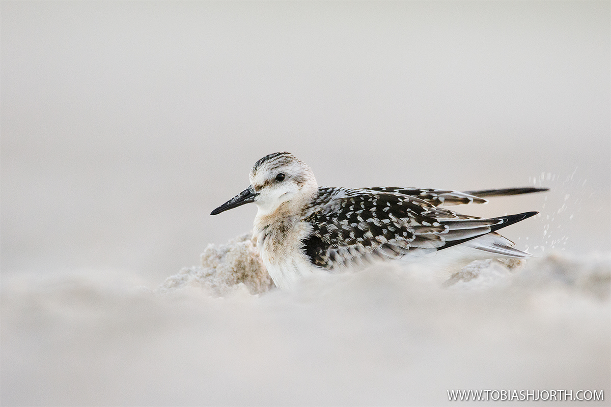 Sanderling 3