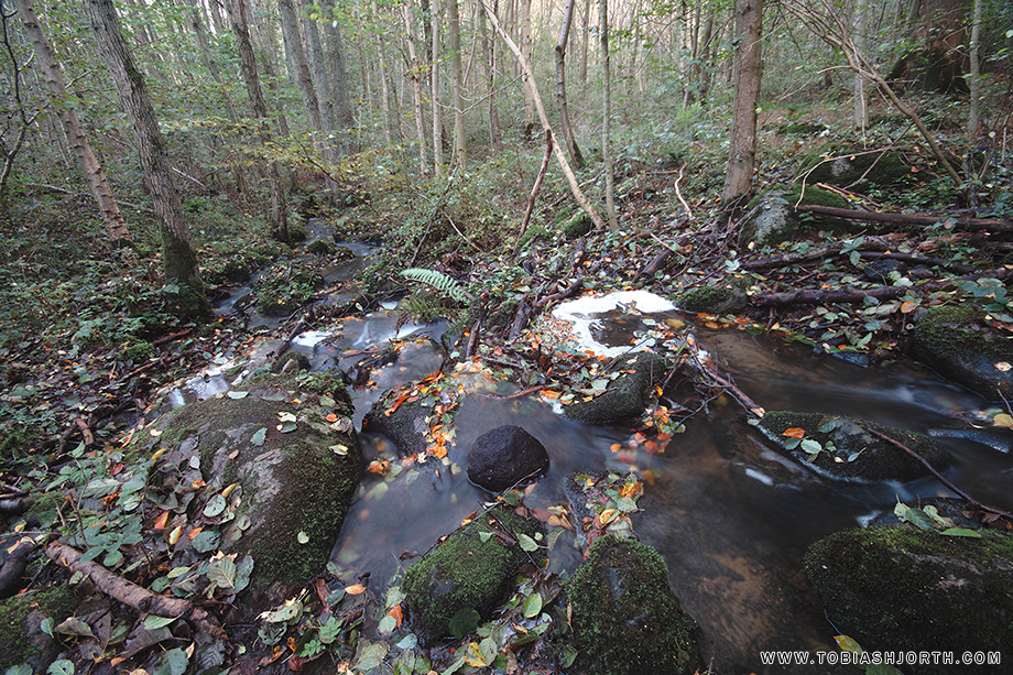 Sigma SD1 Merrill review • Tobias Hjorth Nature Photographer