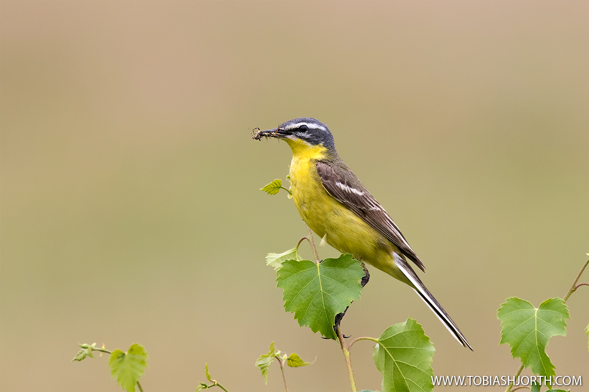 Yellow wagtail 2
